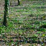 image: Image from the photoset &lsquo;wood (xxxviii)&rsquo;.