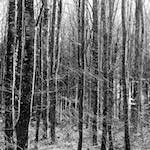 image: Image from the photoset &lsquo;wood (xxxviii)&rsquo;.