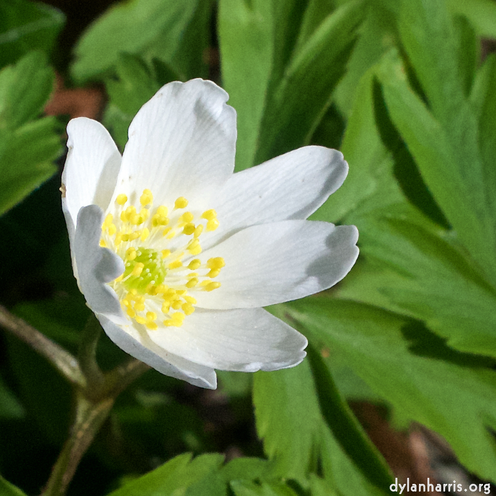 image: This is &lsquo;escher blummen (clxii) 1&rsquo;.