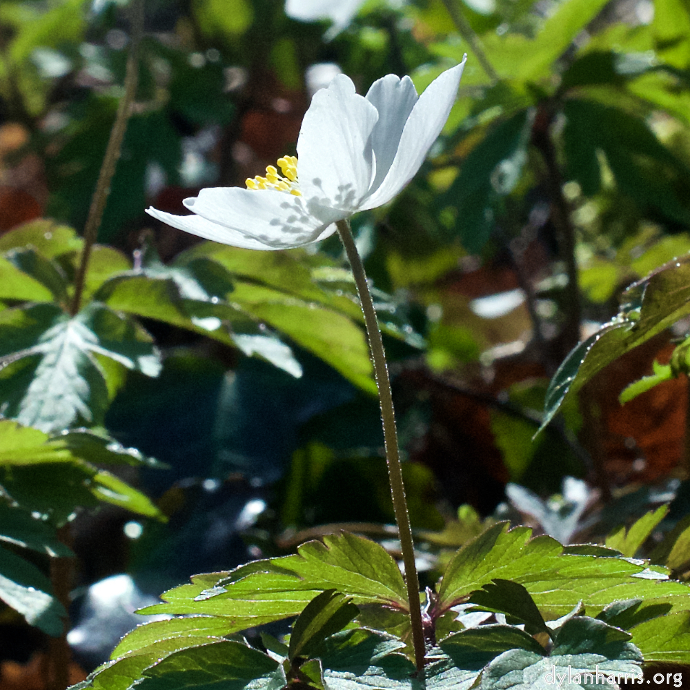 image: This is &lsquo;escher blummen (clxii) 2&rsquo;.