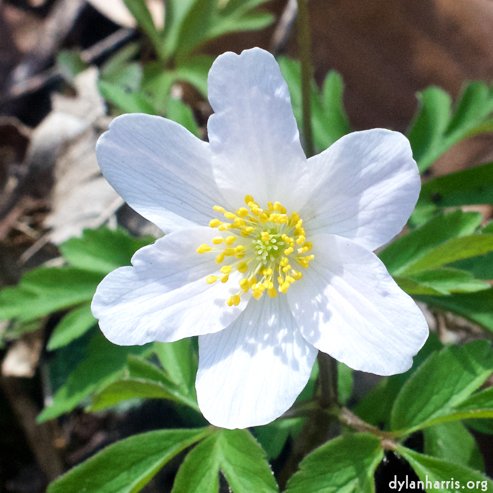 image: This is &lsquo;escher blummen (clxii) 3&rsquo;.