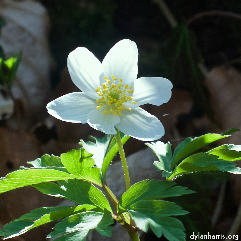 image: This is &lsquo;escher blummen (clxii) 4&rsquo;.