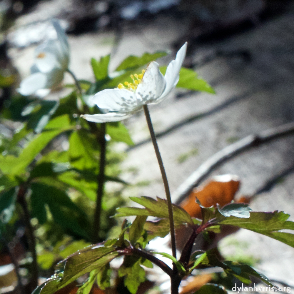 image: This is &lsquo;escher blummen (clxii) 5&rsquo;.