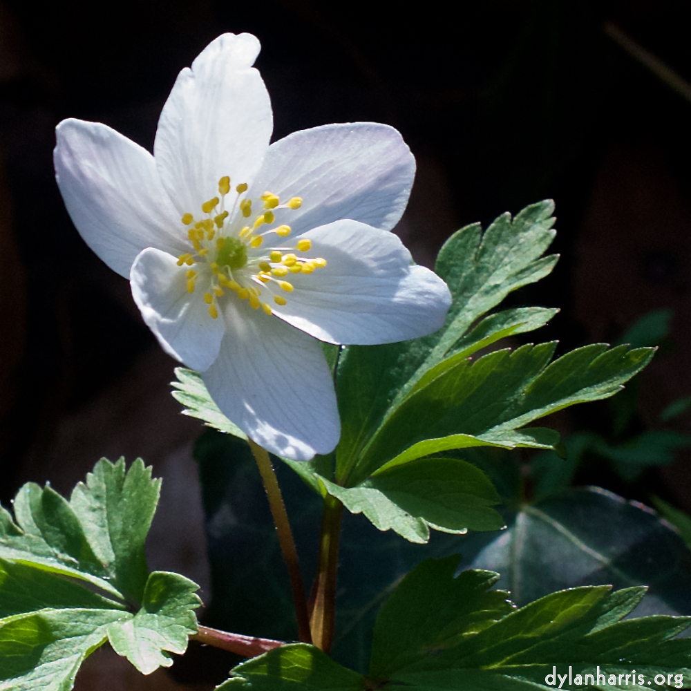 image: This is &lsquo;escher blummen (clxii) 6&rsquo;.