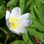 image: Image from the photoset &lsquo;escher blummen (clxii)&rsquo;.