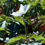 image: Image from the photoset &lsquo;escher blummen (clxii)&rsquo;.