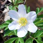 image: Image from the photoset &lsquo;escher blummen (clxii)&rsquo;.