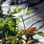 image: Image from the photoset &lsquo;escher blummen (clxii)&rsquo;.