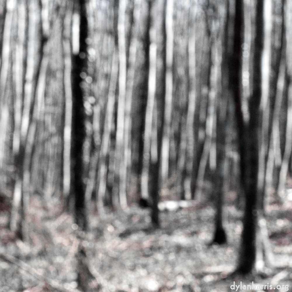 image: This is &lsquo;wood (xxxix) 6&rsquo;.