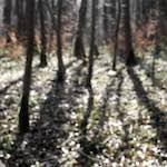 image: Image from the photoset &lsquo;wood (xxxix)&rsquo;.