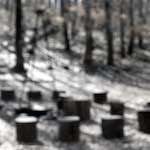 image: Image from the photoset &lsquo;wood (xxxix)&rsquo;.