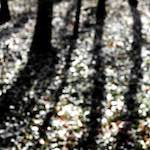 image: Image from the photoset &lsquo;wood (xxxix)&rsquo;.