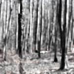 image: Image from the photoset &lsquo;wood (xxxix)&rsquo;.