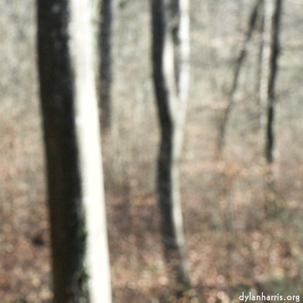 image: This is &lsquo;wood (xl) 1&rsquo;.