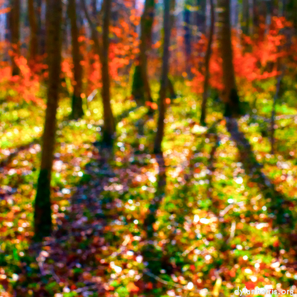 image: This is &lsquo;wood (xl) 3&rsquo;.