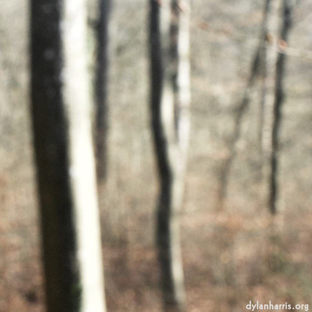 image: This is &lsquo;wood (xl) 4&rsquo;.