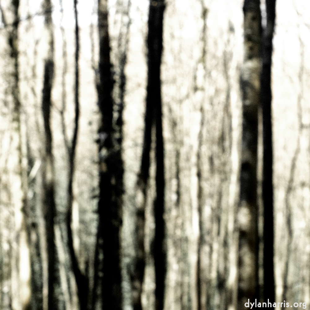 image: This is &lsquo;wood (xl) 6&rsquo;.