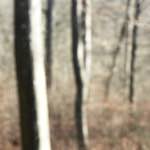 image: Image from the photoset &lsquo;wood (xl)&rsquo;.