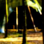 image: Image from the photoset &lsquo;wood (xl)&rsquo;.