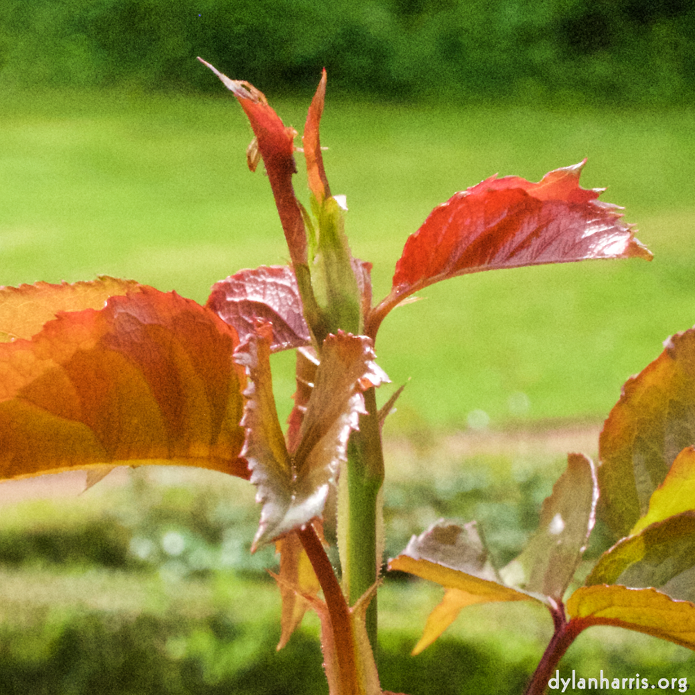 image: This is &lsquo;escher blummen (xii) 1&rsquo;.