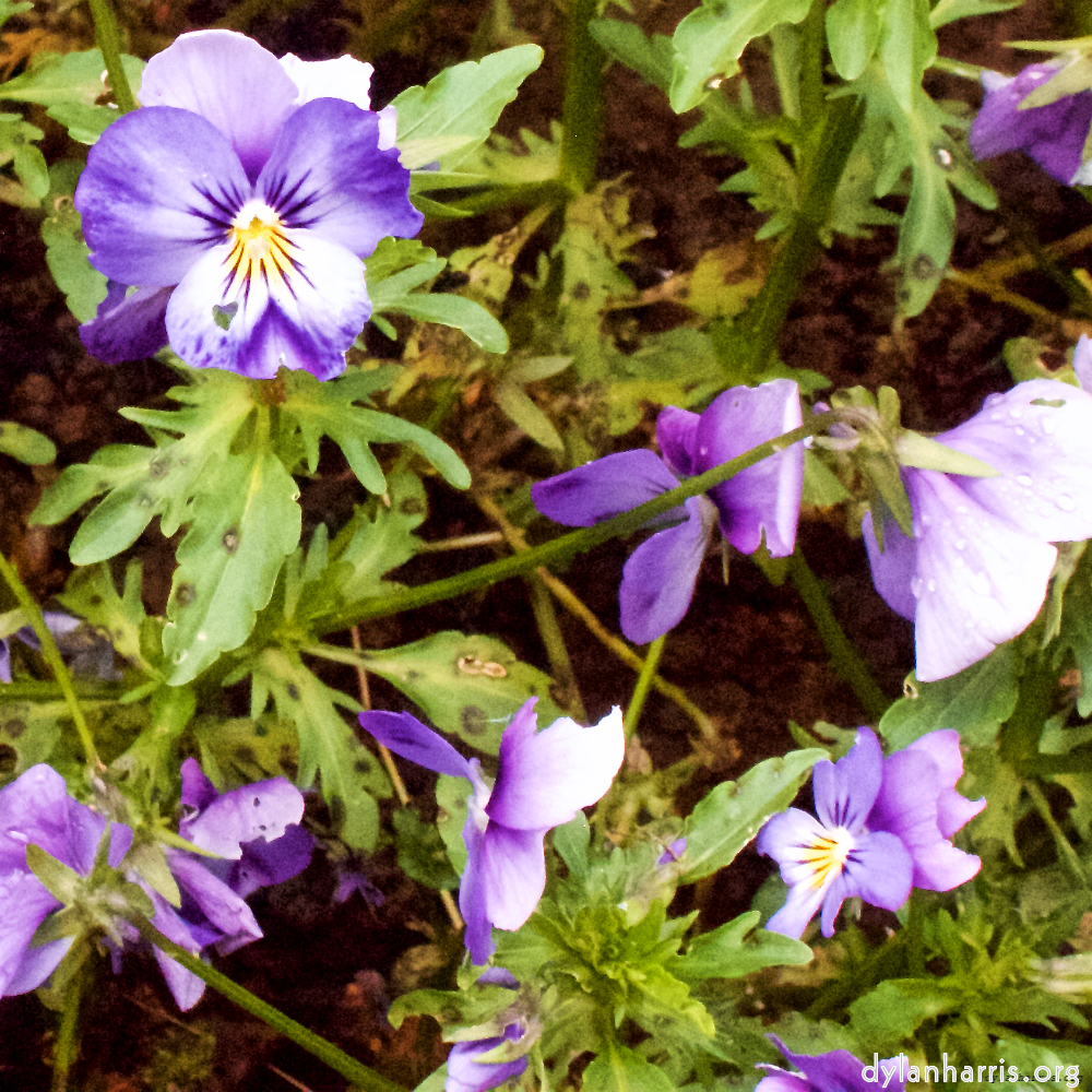 image: This is &lsquo;escher blummen (xii) 3&rsquo;.