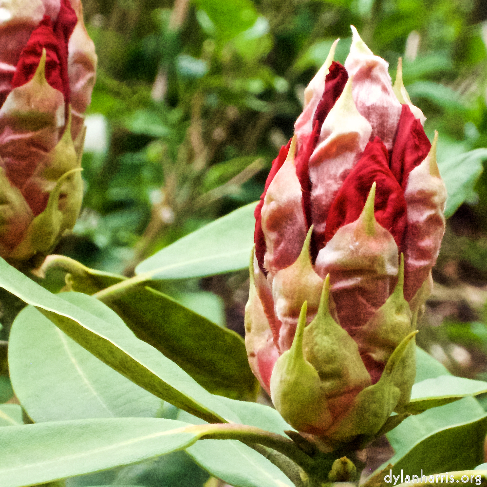 image: This is &lsquo;escher blummen (xii) 5&rsquo;.