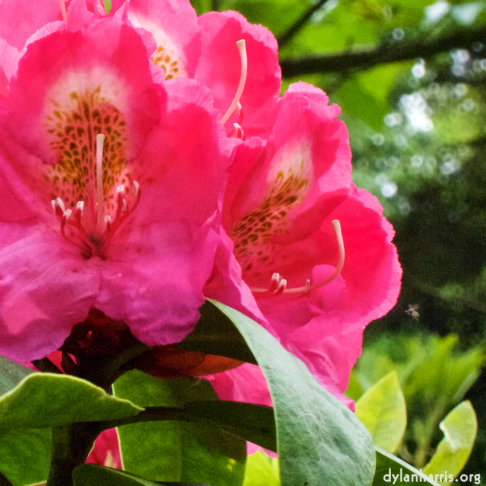 image: This is &lsquo;escher blummen (xii) 6&rsquo;.