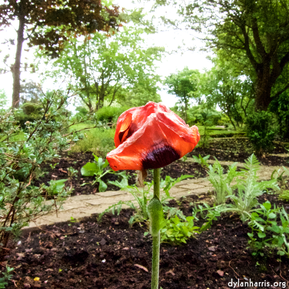 image: This is &lsquo;escher blummen (xii) 7&rsquo;.