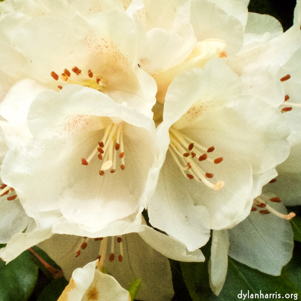 image: This is &lsquo;escher blummen (xii) 8&rsquo;.