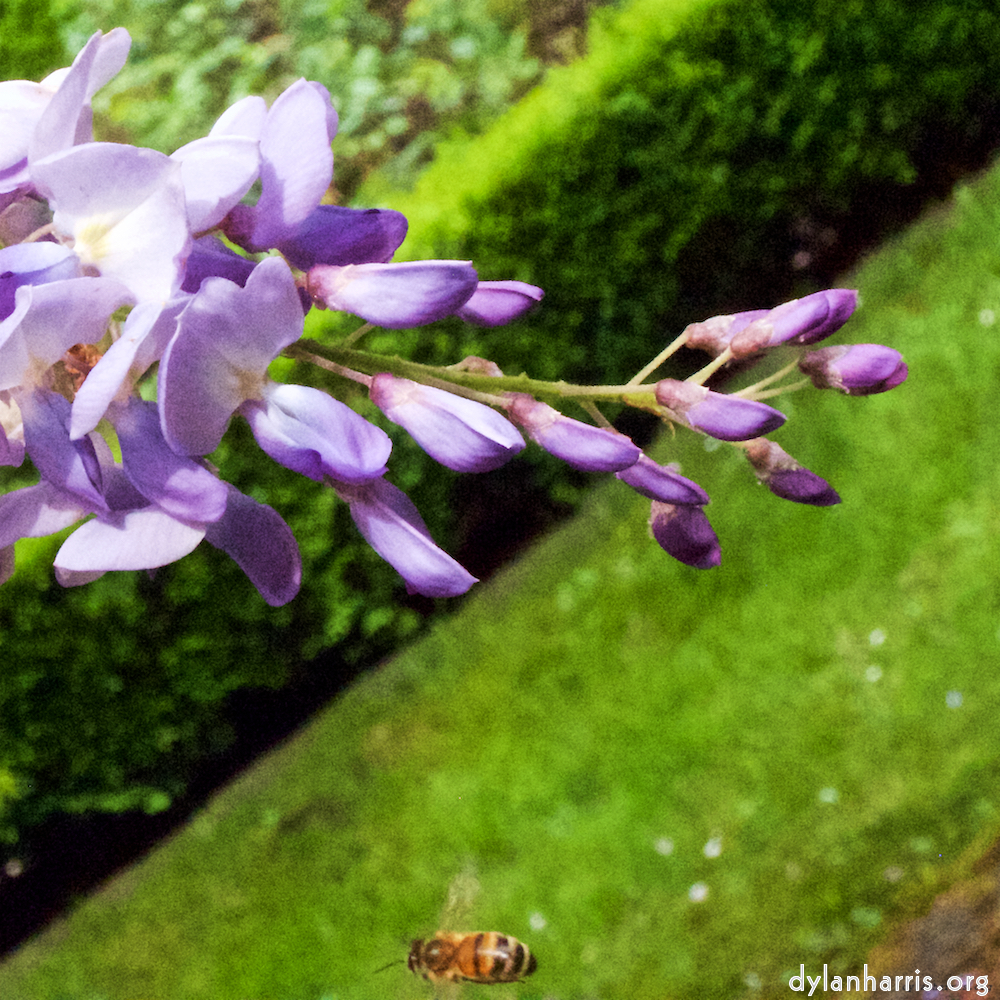 image: This is &lsquo;escher blummen (xii) 9&rsquo;.