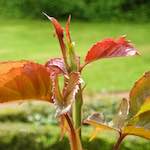 image: Image from the photoset &lsquo;escher blummen (xii)&rsquo;.