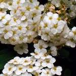 image: Image from the photoset &lsquo;escher blummen (xii)&rsquo;.