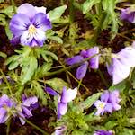 image: Image from the photoset &lsquo;escher blummen (xii)&rsquo;.