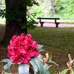 image: Image from the photoset &lsquo;escher blummen (xii)&rsquo;.