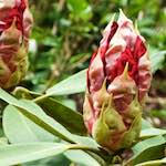 image: Image from the photoset &lsquo;escher blummen (xii)&rsquo;.