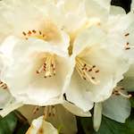 image: Image from the photoset &lsquo;escher blummen (xii)&rsquo;.