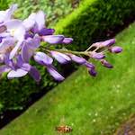 image: Image from the photoset &lsquo;escher blummen (xii)&rsquo;.