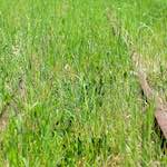 Sixth image from the photoset 'terres rouges (iii)'.