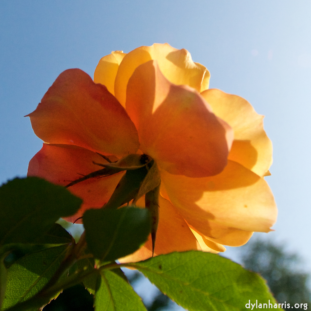 Image: Image 'escher blummen (lxxi) 5'.