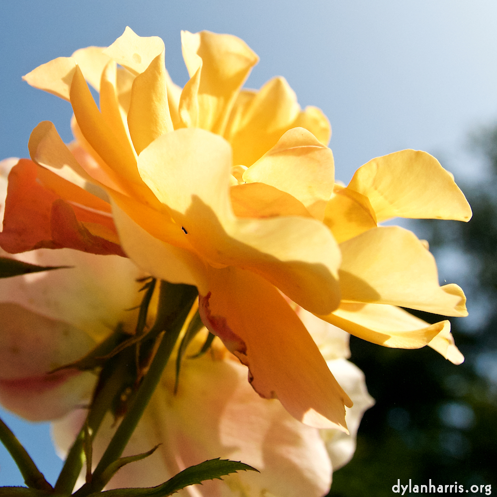 Image: Image 'escher blummen (lxxi) 7'.