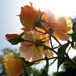 Image: Third image from the photoset 'escher blummen (lxxi)'.