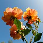 Image: Ninth image from the photoset 'escher blummen (lxxi)'.