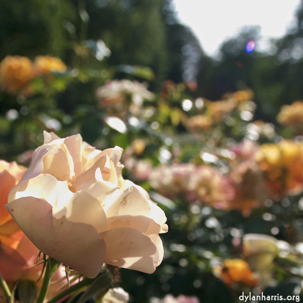 Image: Image 'escher blummen (lxxii) 1'.