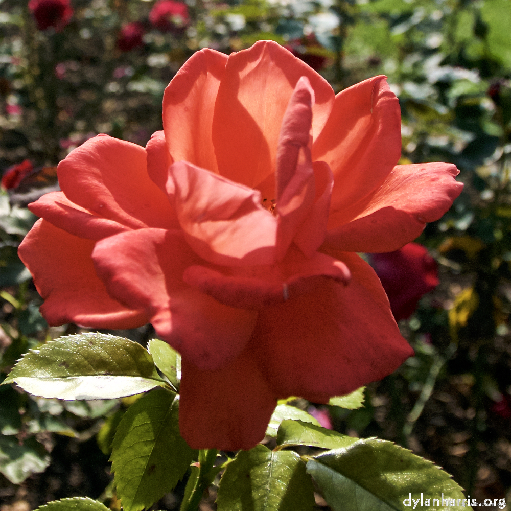 Image: Image 'escher blummen (lxxii) 2'.