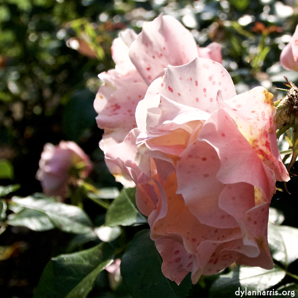 Image: Image 'escher blummen (lxxii) 3'.