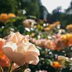 Image: First image from the photoset 'escher blummen (lxxii)'.