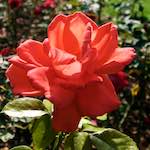 Image: Second image from the photoset 'escher blummen (lxxii)'.