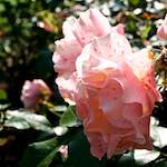 Image: Third image from the photoset 'escher blummen (lxxii)'.