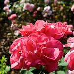 Image: Fourth image from the photoset 'escher blummen (lxxii)'.