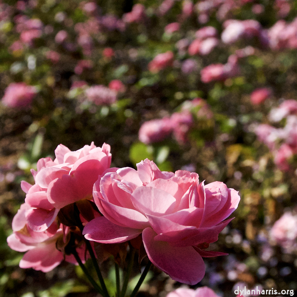 Image: Image 'escher blummen (lxxiii) 1'.